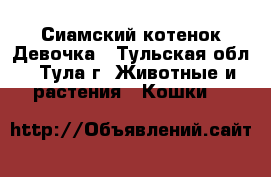 Сиамский котенок Девочка - Тульская обл., Тула г. Животные и растения » Кошки   